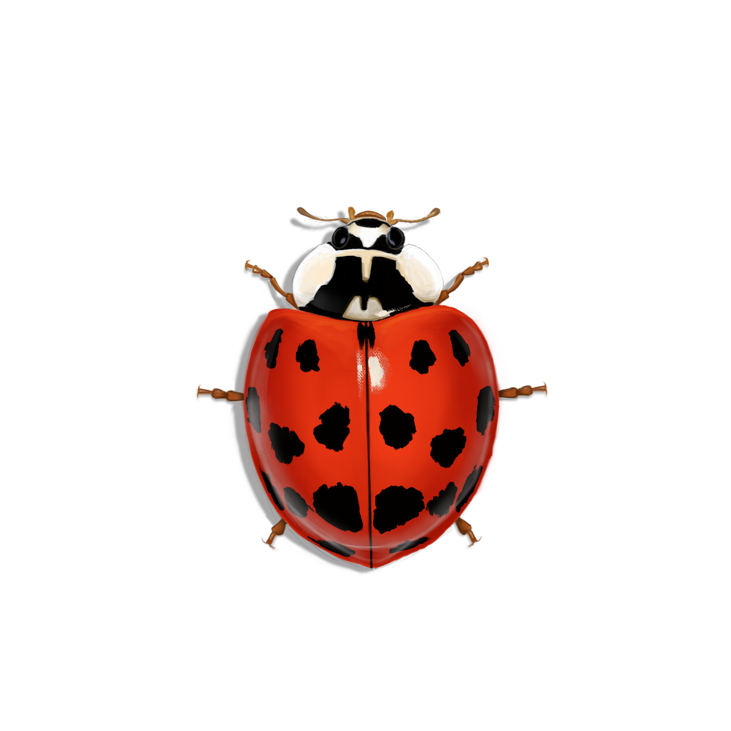 asian-lady-beetle