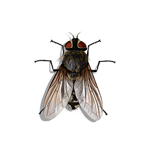 Cluster Fly Identification