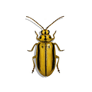 Elm Leaf Beetle Identification