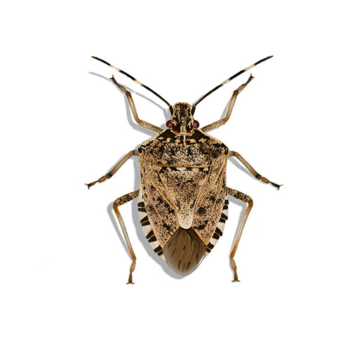 Brown Marmorated Stink Bug Identification