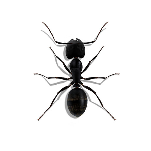 Illustration of a Carpenter Ant