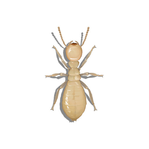 Illustration of a Termite