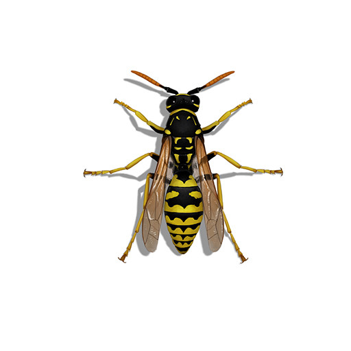 Illustration of European Paper Wasp