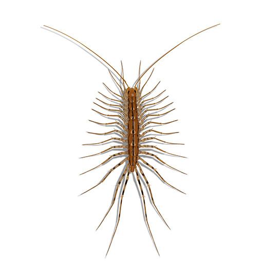 Illustration of House Centipede