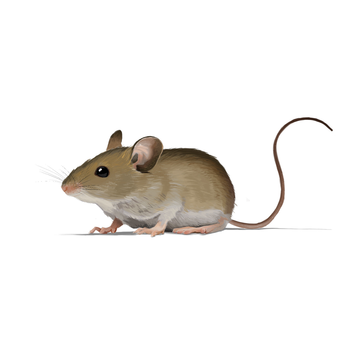 Illustration of House Mouse