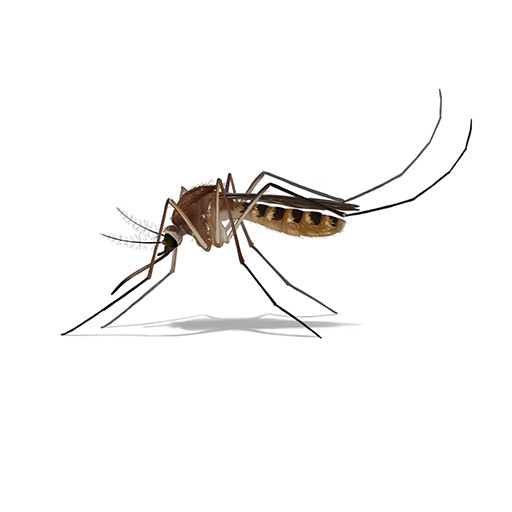 Illustration North House Mosquito