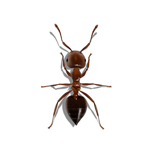 Illustration of an Acrobat Ant 