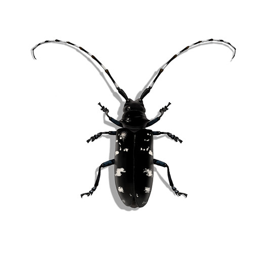 Illustration of Asian Long-Horned Beetle