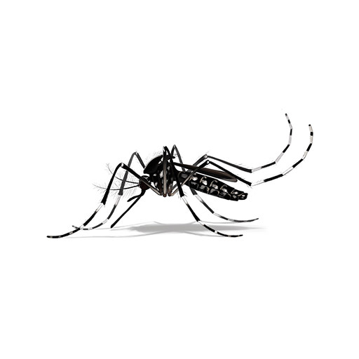 Illustration of Asian Tiger Mosquito