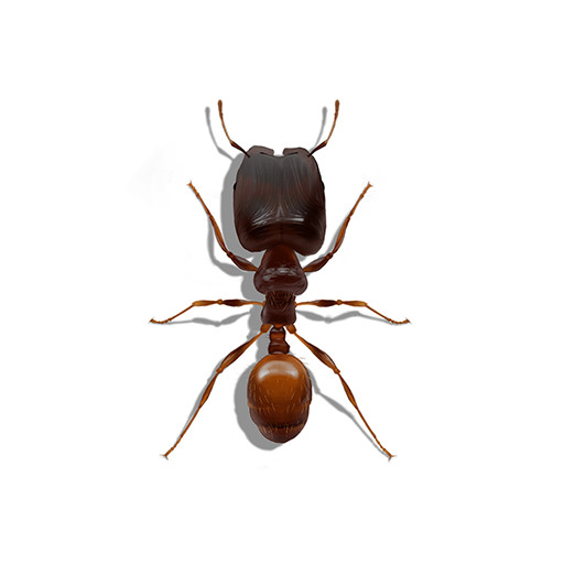 Illustration of a Big Headed Ant