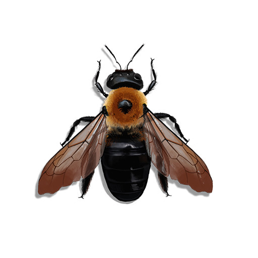 Illustration of a Carpenter Bee