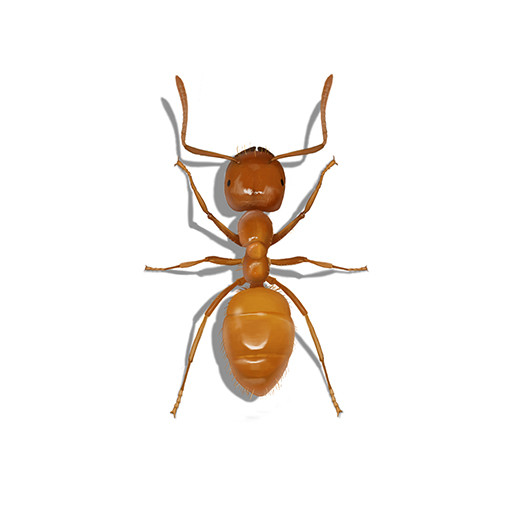 Illustration of a Citronella Ant