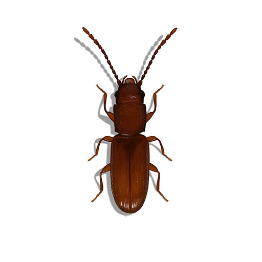 Illustration of a Powderpost Beetle