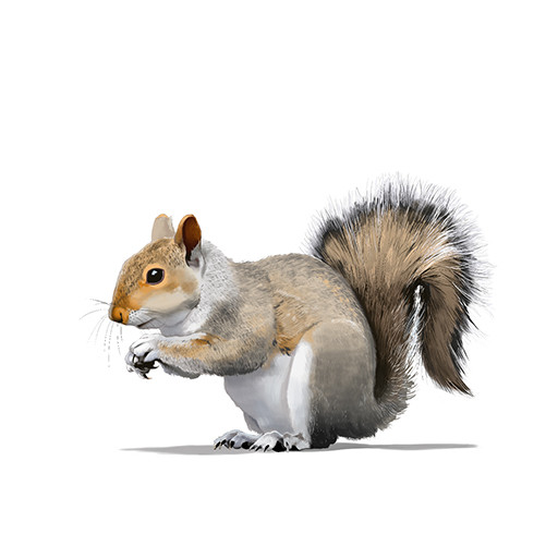 Illustration of Squirrel