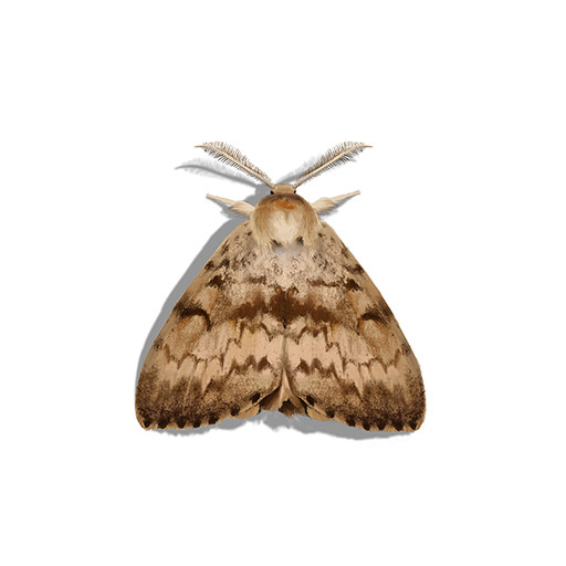 Illustration of Gypsy Moth
