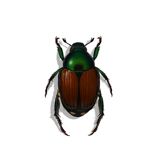 Illustration of Japanese Beetle