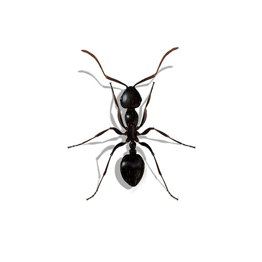 Illustration of a Little Black Ant