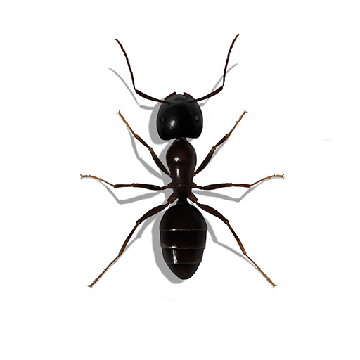 Illustration of an Odorous House Ant