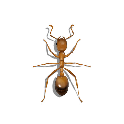 Illustration of a Pharaoh Ant