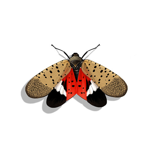 Illustration of Spotted Lanternfly