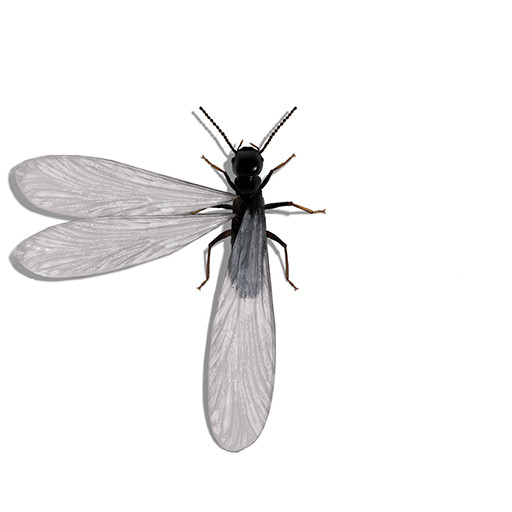 Illustration of Winged Termite