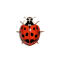 Illustration of Asian Lady Beetle