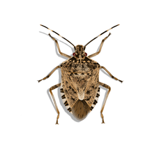 Illustration of Brown Marmorated Stink Bug