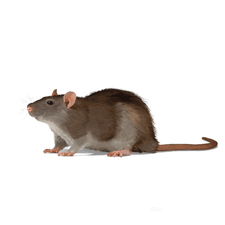 Illustration of Norway Rat