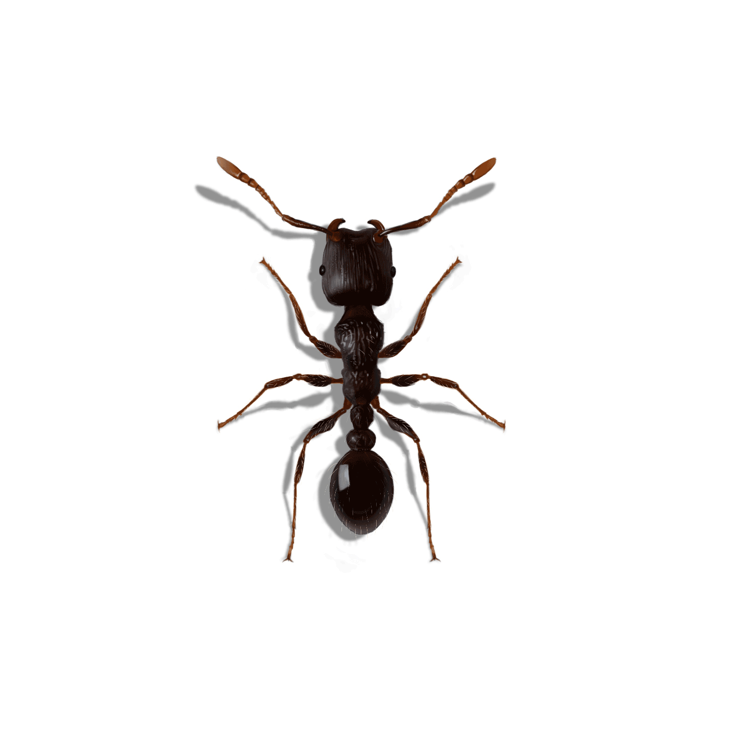 Illustration of a Pavement Ant