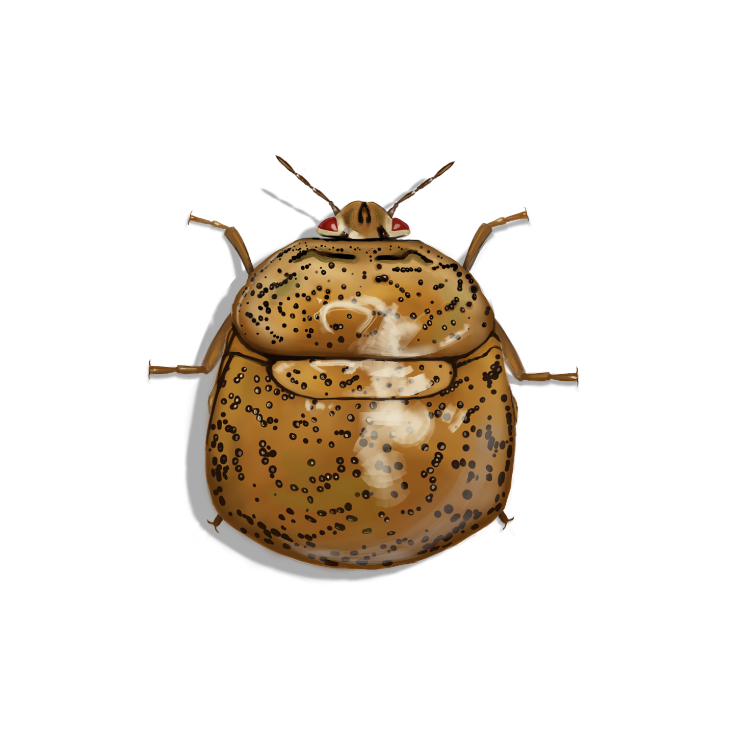 Kudzu Bug Identification