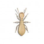 Illustration of Termite