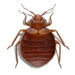 Illustration of Bed Bug