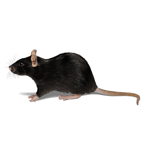 Roof Rat Identification