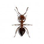 Illustration of Acrobat Ant