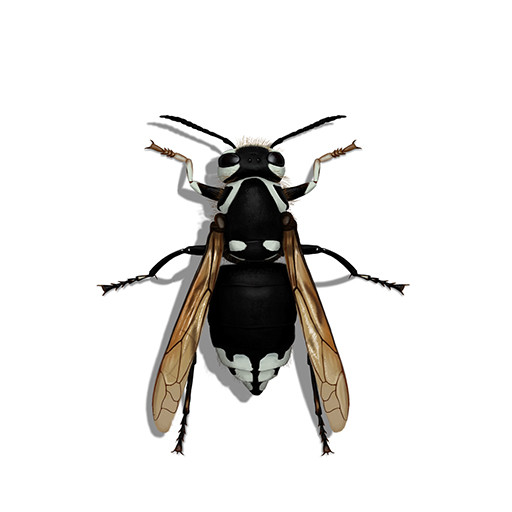 Illustration of Bald-Faced Hornet