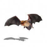 Illustration of Big Brown Bat