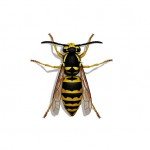 Illustration of Eastern Yellowjacket