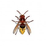 Illustration of European Hornet