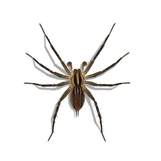 spider grass spiders weaver amaurobius