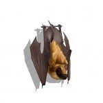 Illustration of Little Brown Bat