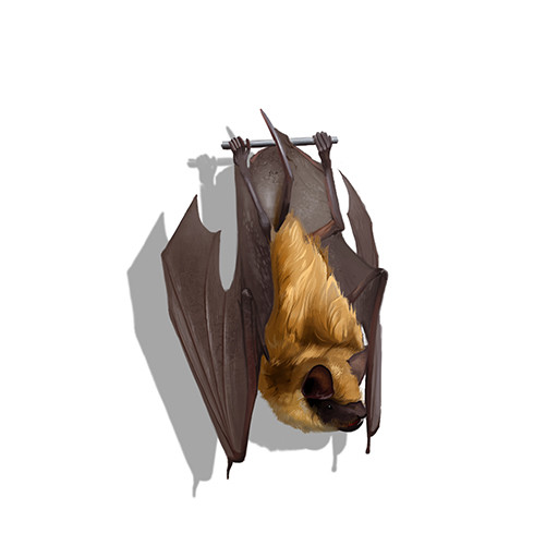 Illustration of Little Brown Bat