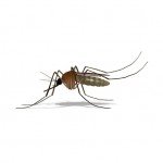Illustration of Marsh Mosquito