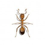 Illustration of Pharaoh Ant