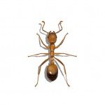 Illustration of Pharaoh Ant