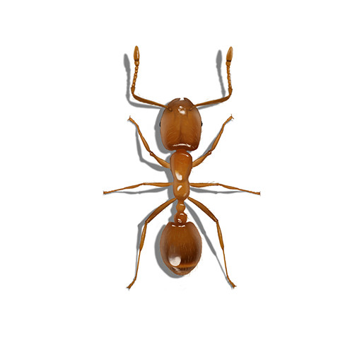 Illustration of Thief Ant