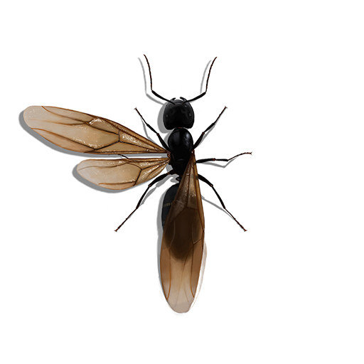 Illustration of Winged Ant