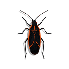 Illustration of Boxelder Bug